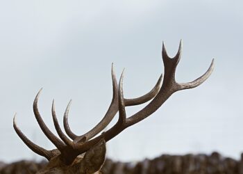 Castanheira de Pera convida a escutar o chamamento para acasalamento dos veados da Lousã