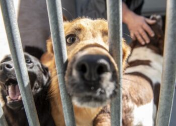 Associação Protectora de Animais da Marinha Grande pede ajuda para saldar dívida superior a 3 mil euros