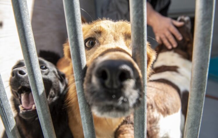 Associação Protectora de Animais da Marinha Grande pede ajuda para saldar dívida superior a 3 mil euros