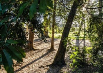 Florestas: um milhão de euros por ano para comprar terrenos em reservas naturais