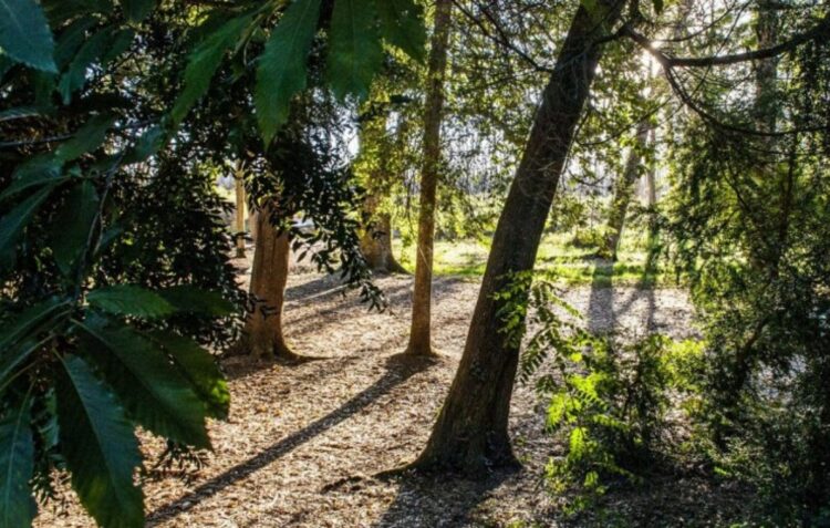 Florestas: um milhão de euros por ano para comprar terrenos em reservas naturais