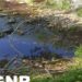 GNR detecta descarga ilegal de efluentes domésticos em Porto de Mós