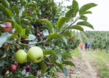 Maçã de Alcobaça, hortícolas e vinho com quebras de produção devido à seca