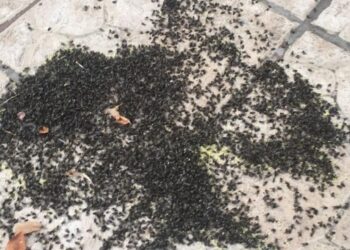 Moscas infestam Janardo e Milagres há vários dias
