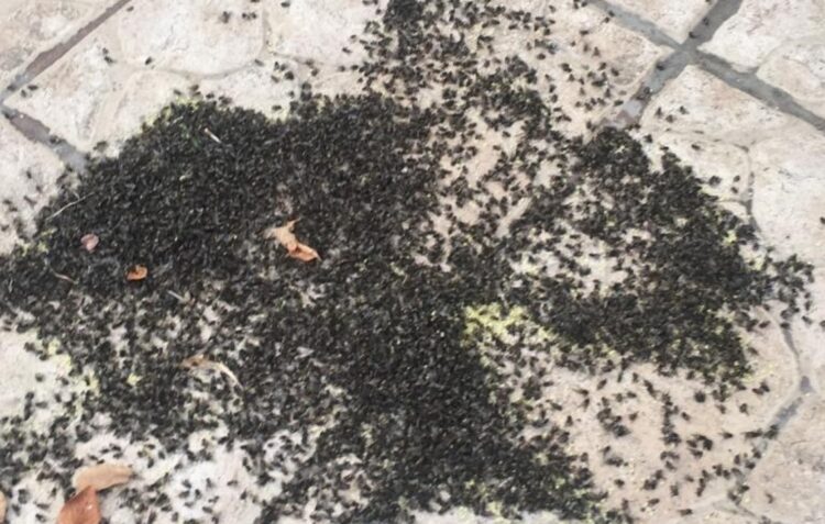 Moscas infestam Janardo e Milagres há vários dias