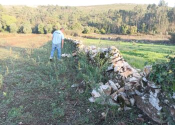 Javalis destroem muros de pedra seca em Porto de Mós