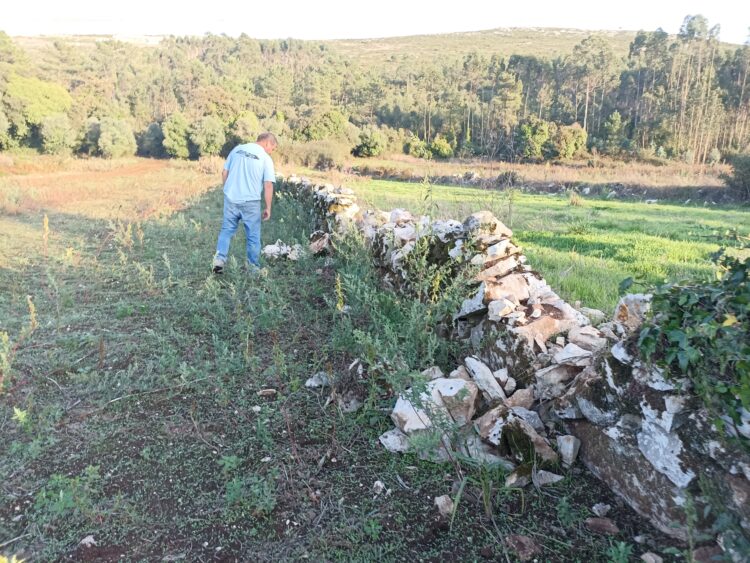 Javalis destroem muros de pedra seca em Porto de Mós