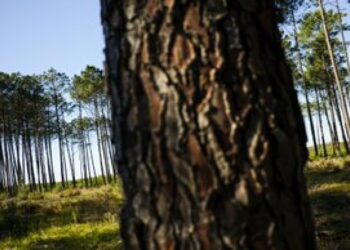 Roteiro histórico quer revelar importância da Mata Nacional de Leiria