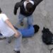 Queixas por bullying no distrito aumentam nas zonas urbanas