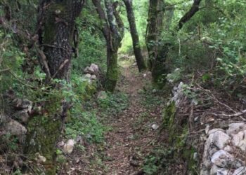 Limpeza de caminho em Alvados custa multa de 12 mil euros à junta