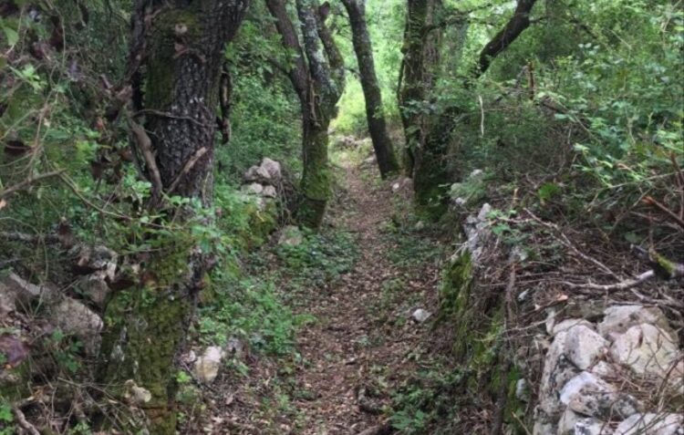 Limpeza de caminho em Alvados custa multa de 12 mil euros à junta