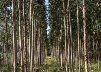 Produtores florestais têm encontro marcado em Alcobaça para abordar programa “Limpa e Aduba”