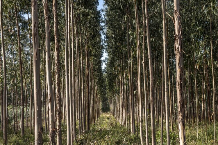 Produtores florestais têm encontro marcado em Alcobaça para abordar programa “Limpa e Aduba”