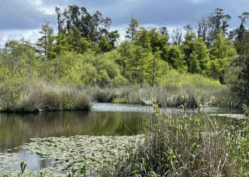 Levantamento biológico nas Lagoas da Mata do Urso até domingo