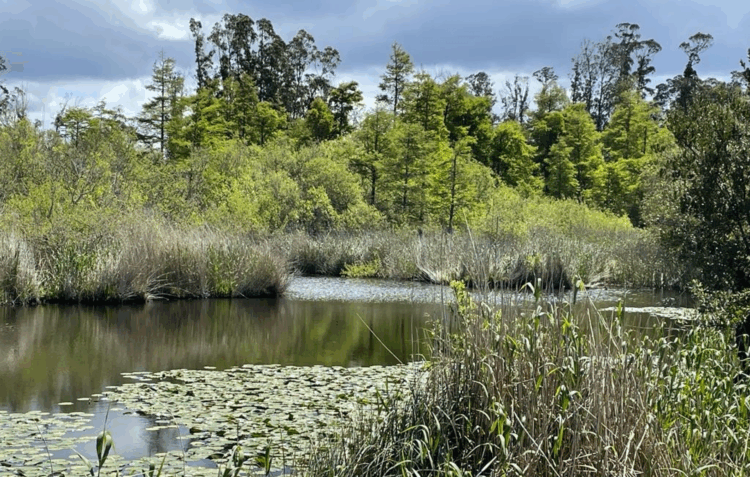 Levantamento biológico nas Lagoas da Mata do Urso até domingo