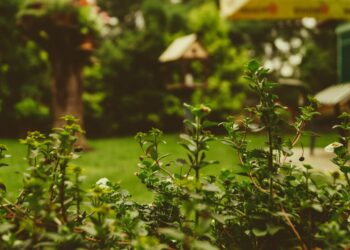 Como ter mais privacidade no seu jardim
