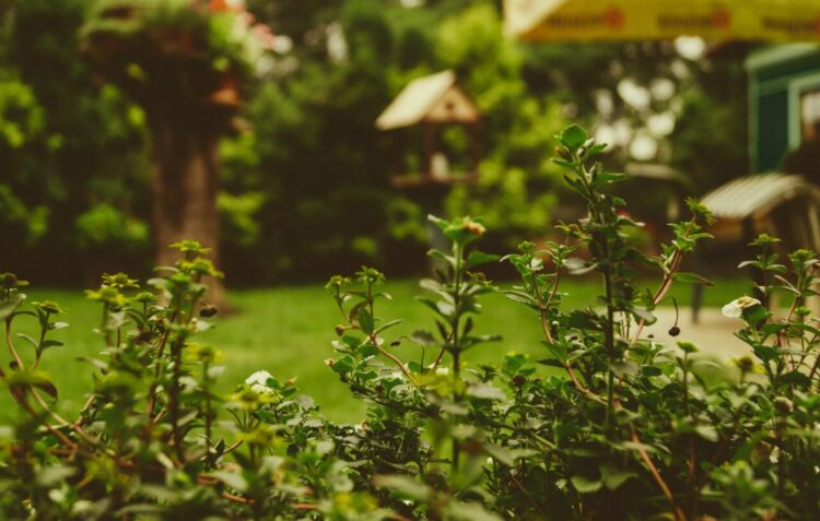 Como ter mais privacidade no seu jardim
