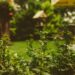 Como ter mais privacidade no seu jardim