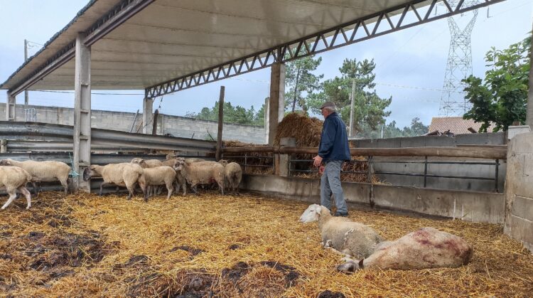 Ovelhas estão a ser atacadas na região