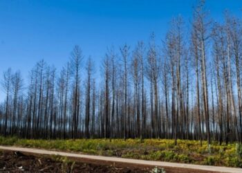PCP apela ao reforço do investimento no Pinhal de Leiria