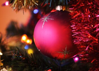 Concurso de Pinheiros de Natal para recuperar áreas ardidas em Leiria
