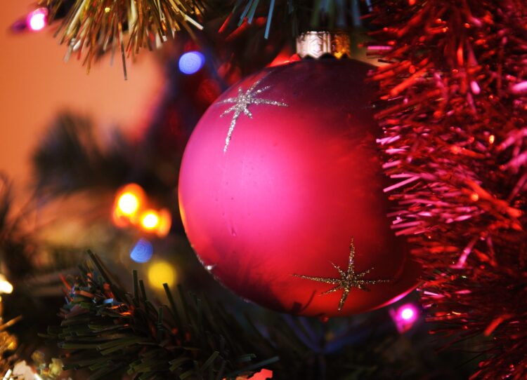 Concurso de Pinheiros de Natal para recuperar áreas ardidas em Leiria
