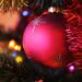 Concurso de Pinheiros de Natal para recuperar áreas ardidas em Leiria