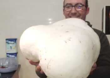 Sandro Cordeiro “caçou” cogumelo com 6,4 quilos na freguesia do Souto da Carpalhosa