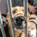 Novo canil terá capacidade para acolher 100 animais