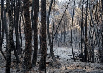 Filme de DiCaprio sobre incêndio em Pedrógão Grande exibido em Portugal