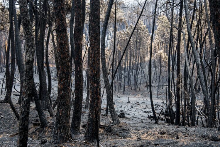 Filme de DiCaprio sobre incêndio em Pedrógão Grande exibido em Portugal