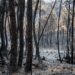 Filme de DiCaprio sobre incêndio em Pedrógão Grande exibido em Portugal