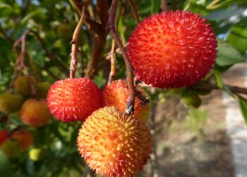O antioxidante medronho que pode ser tão bem sucedido quanto o açaí