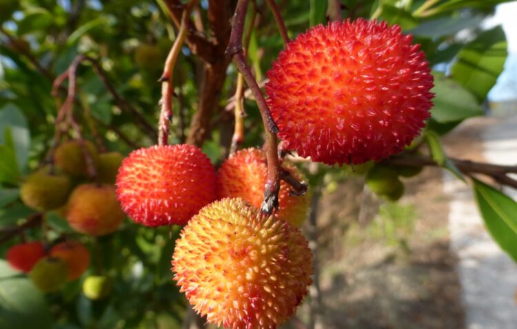 O antioxidante medronho que pode ser tão bem sucedido quanto o açaí