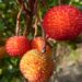 O antioxidante medronho que pode ser tão bem sucedido quanto o açaí