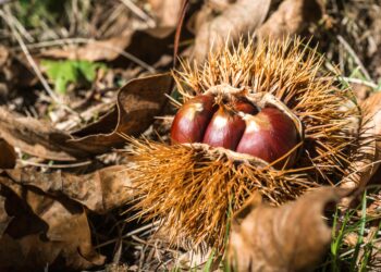 Plantação de espécies autóctones ajuda a criar parque nos Marrazes