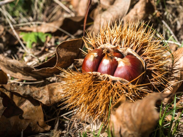 Plantação de espécies autóctones ajuda a criar parque nos Marrazes