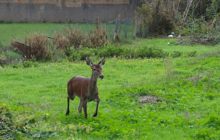 Corça capturada nas ruas da Marinha Grande pela PSP, ICNF e Protecção Civil
