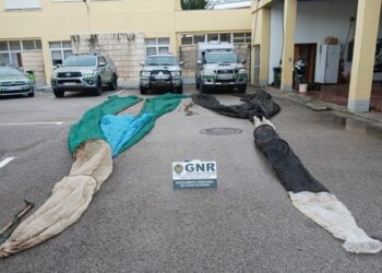 GNR apreende 1,2 quilos de meixão na Nazaré