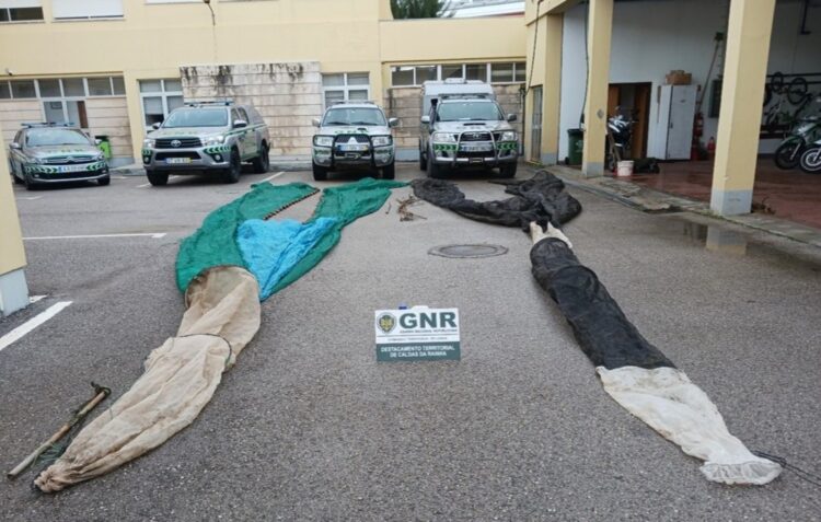 GNR apreende 1,2 quilos de meixão na Nazaré