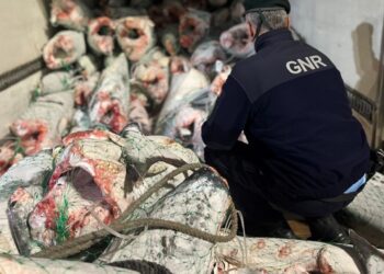 GNR apreende 12 toneladas de tubarão anequim em barco espanhol no porto de Peniche