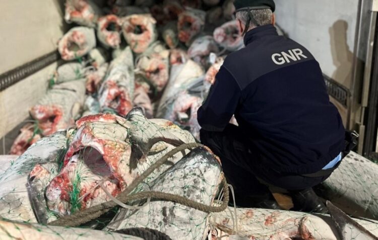 GNR apreende 12 toneladas de tubarão anequim em barco espanhol no porto de Peniche