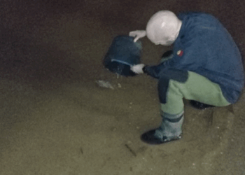 GNR detém dois homens por pesca ilegal de meixão em Caldas da Rainha