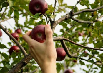Simpósio de Fruticultura debate transições digital e energética em Alcobaça