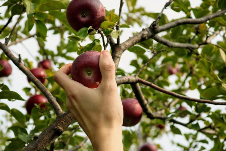 Simpósio de Fruticultura debate transições digital e energética em Alcobaça