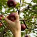 Simpósio de Fruticultura debate transições digital e energética em Alcobaça