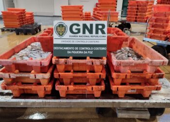 Controlo costeiro apreende mais de 150 quilos de polvo na Nazaré