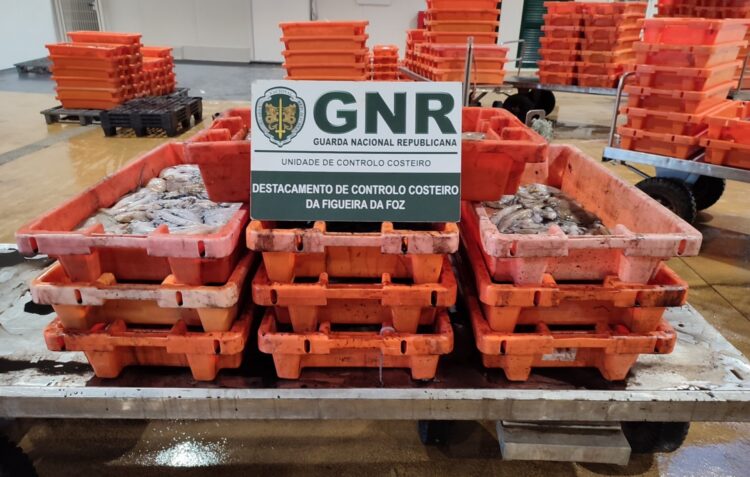 Controlo costeiro apreende mais de 150 quilos de polvo na Nazaré