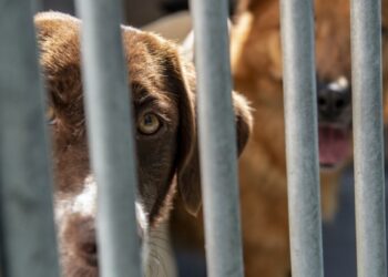 CRO recolheu mais de 200 cães e gatos em 2022