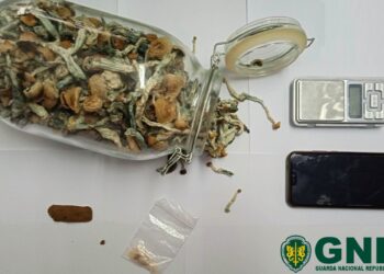 GNR de Peniche apreende cogumelos alucinogénios e MDMA